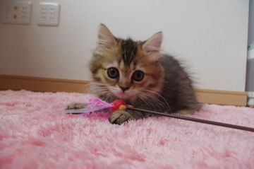 ミヌエット【千葉県・女の子・2017年7月12日・ブラウンパッチドタビー（ロング）】の写真「甘えん坊の長足女の子」