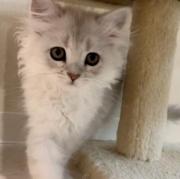 ミヌエット【千葉県・女の子・2022年9月30日・シェーデッドトーティーシェル（ロング）】の写真「両親遺伝子検査済み♪写真&動画更新♡お値段見直し」