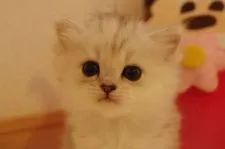 ミヌエット【千葉県・女の子・2018年3月11日・シェルトーティーシェル】の写真1