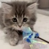 ミヌエット(長足)【千葉県・女の子・2023年2月15日・ブルータビー】の写真1