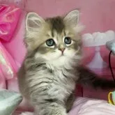 ミヌエット(長足)【千葉県・男の子・2023年9月8日・ブルータビー】の写真1