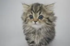 ミヌエット【千葉県・女の子・2016年12月17日・ブラウンパッチドタビー】の写真1