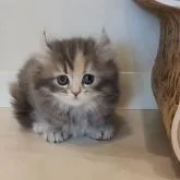 キンカロー【千葉県・女の子・2022年11月6日・ブルークリームタビー】の写真1