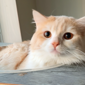 マンチカン【・男の子・2023年12月18日・レッドタビー&ホワイト】