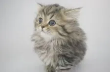 ミヌエット【千葉県・女の子・2016年12月17日・ブラウンパッチドタビー】の写真2