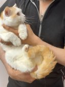 マンチカン【・男の子・2019年11月25日・クリームタビー&ホワイト】