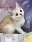 マンチカン(長足)【千葉県・女の子・2024年5月15日・クリームタビー&ホワイト】の写真2「お写真更新」