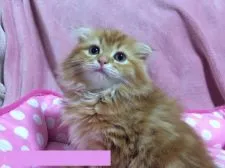 マンチカン【千葉県・男の子・2016年3月21日・レッドタビー&ホワイト】の写真2