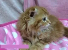 マンチカン【千葉県・男の子・2016年3月21日・レッドタビー&ホワイト】の写真3