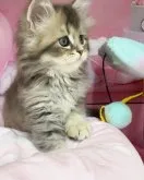 ミヌエット(長足)【千葉県・男の子・2023年9月8日・ブルータビー】の写真3