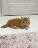 キンカロー【千葉県・男の子・2023年4月9日・レッドタビー】の写真3