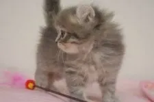 キンカロー【千葉県・男の子・2019年7月2日・ブルータビー】の写真4