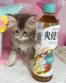 ミヌエット(長足)【千葉県・男の子・2023年9月8日・ブルータビー】の写真4