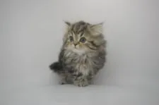 ミヌエット【千葉県・女の子・2016年12月17日・ブラウンパッチドタビー】の写真4