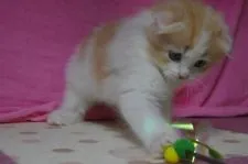 スコティッシュフォールド(折れ耳)【千葉県・男の子・2017年2月26日・レッド&ホワイト】の写真4