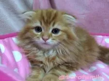 マンチカン【千葉県・男の子・2016年3月21日・レッドタビー&ホワイト】の写真4