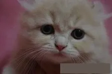 マンチカン【千葉県・男の子・2016年3月21日・クリームタビー】の写真4