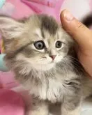 ミヌエット(長足)【千葉県・男の子・2023年9月8日・ブルータビー】の写真5