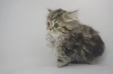 ミヌエット【千葉県・女の子・2016年12月17日・ブラウンパッチドタビー】の写真5