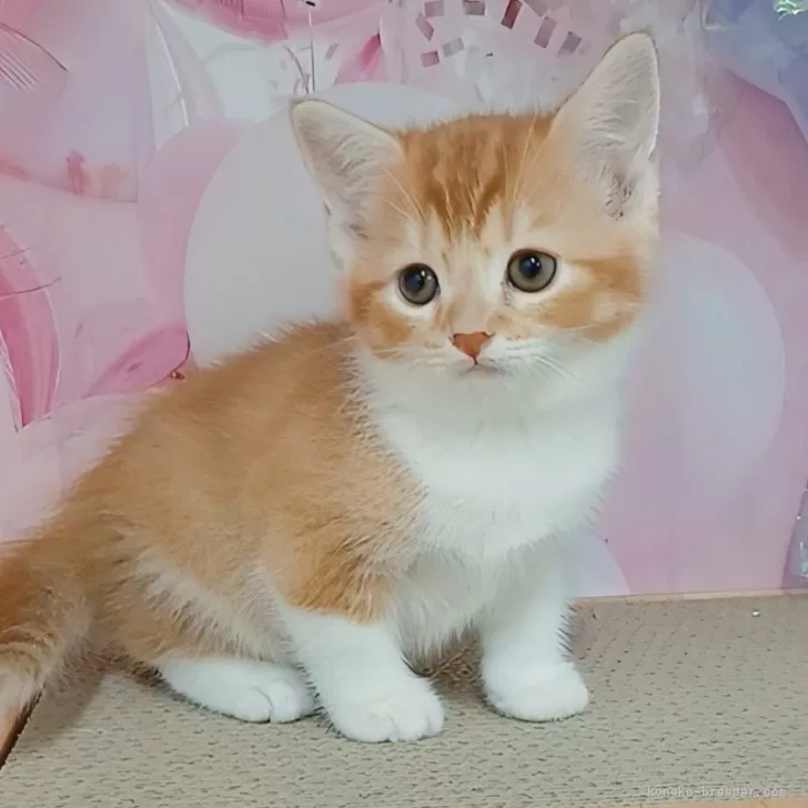 ID:2508-03325の子猫