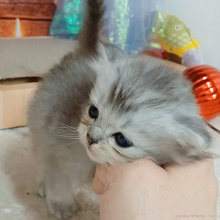 マンチカン(長足)【千葉県・男の子・2025年10月27日・シルバータビー&amp;ホワイト】の写真1