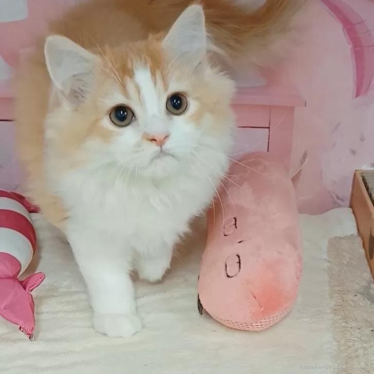 マンチカン(長足)【千葉県・男の子・2025年8月14日・レッドタビー&amp;ホワイト】の写真1