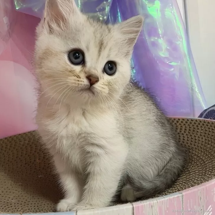ID:2504-01867の子猫