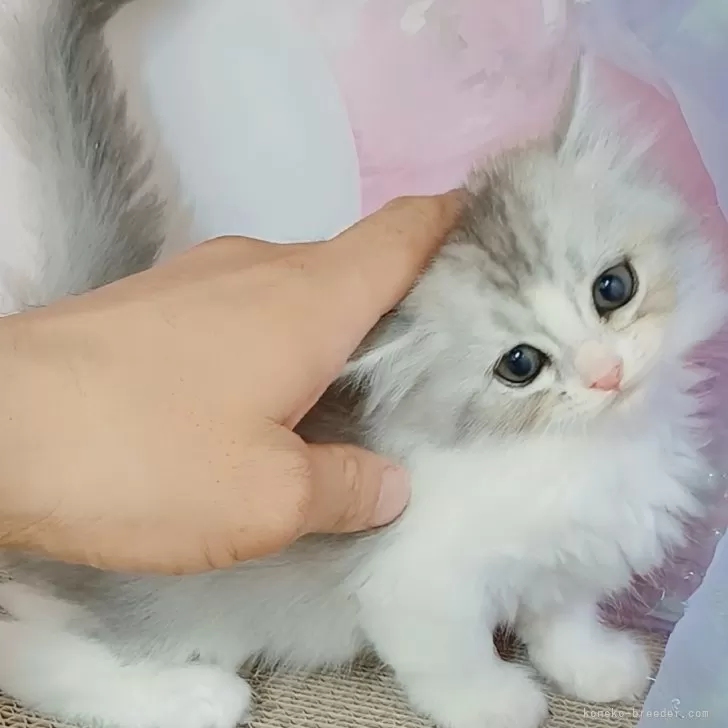 Y.U 様のお迎えした子猫