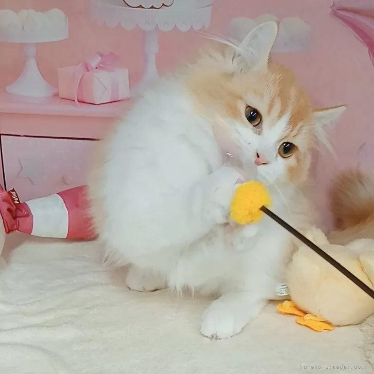 キンカロー【千葉県・男の子・2025年7月2日・レッドタビー&amp;ホワイト】の写真1