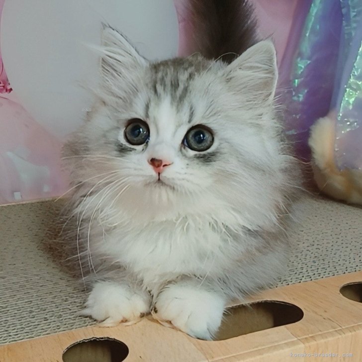 ブリーダー画像