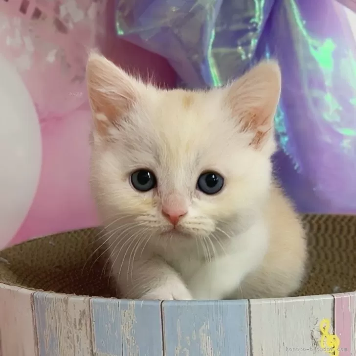 ID：2504-01528の子猫