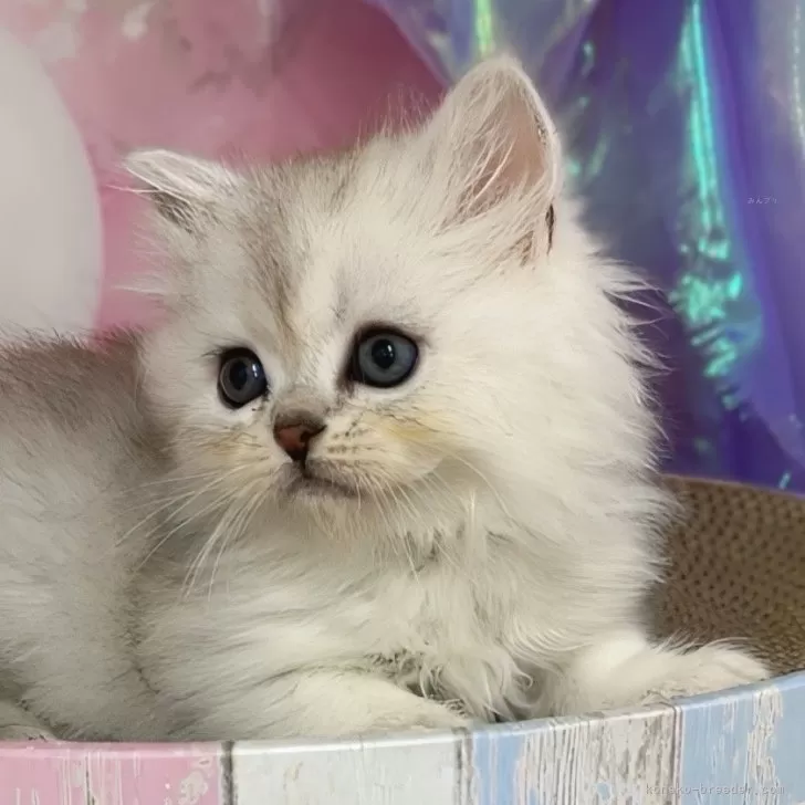 ID:2504-01527の子猫