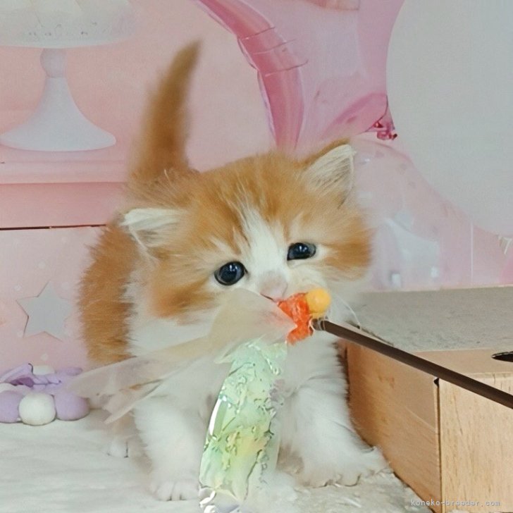 ブリーダー画像