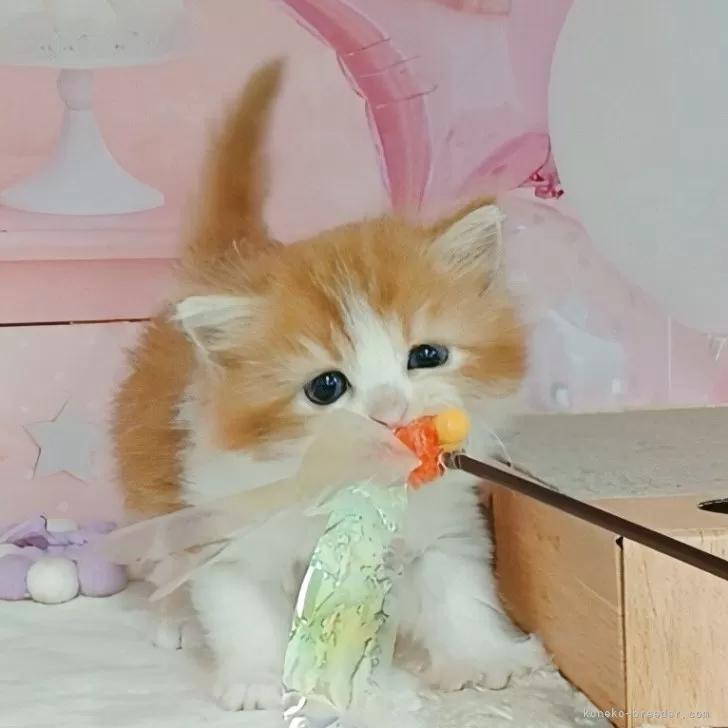 ID：2508-00284の子猫