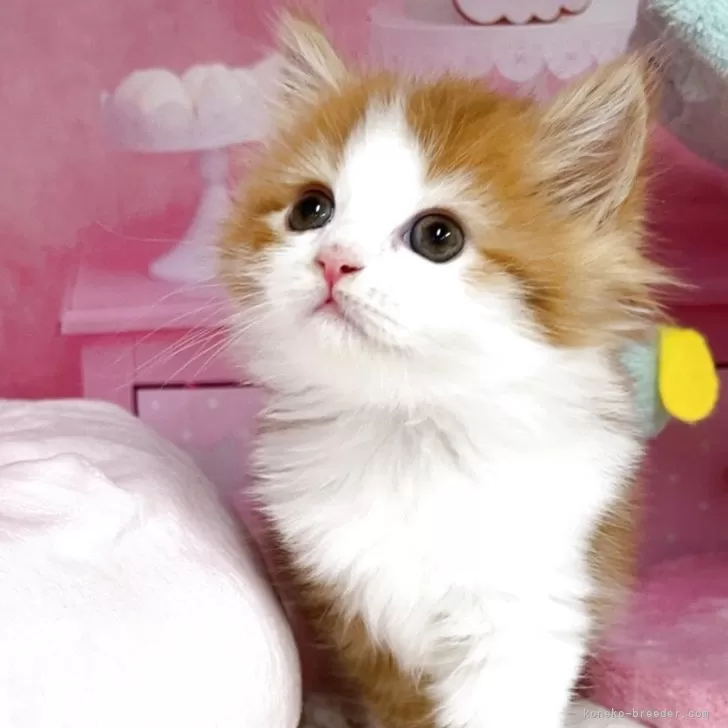 ID：2504-03033の子猫