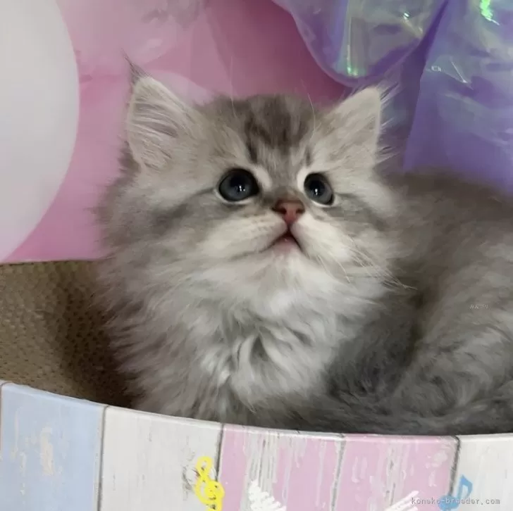 ミヌエット(短足)【千葉県・男の子・2024年10月26日・シルバータビー】の写真1