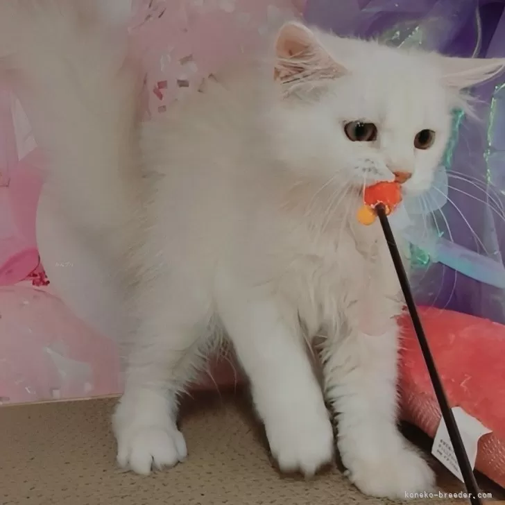 M.I 様のお迎えした子猫