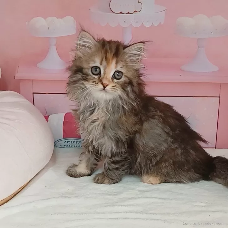 ID：2509-00227の子猫