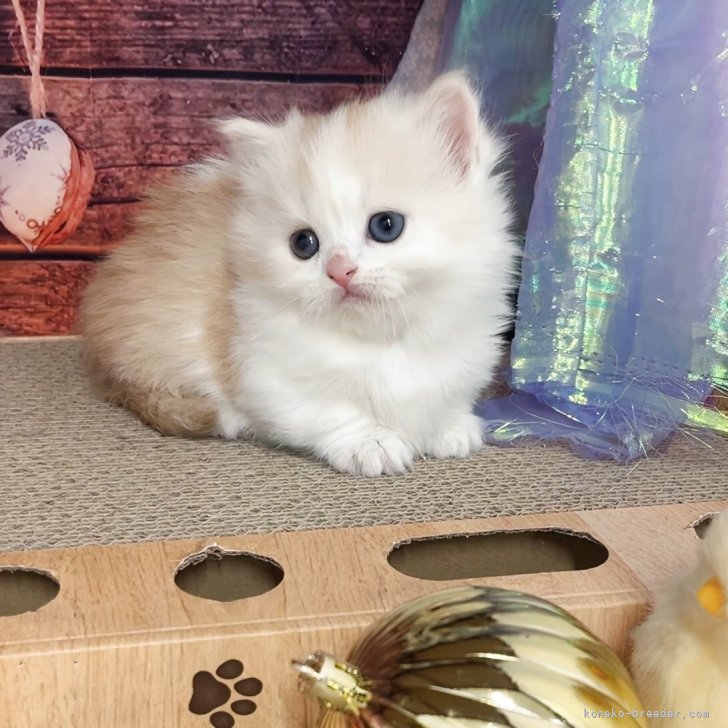 ブリーダー画像