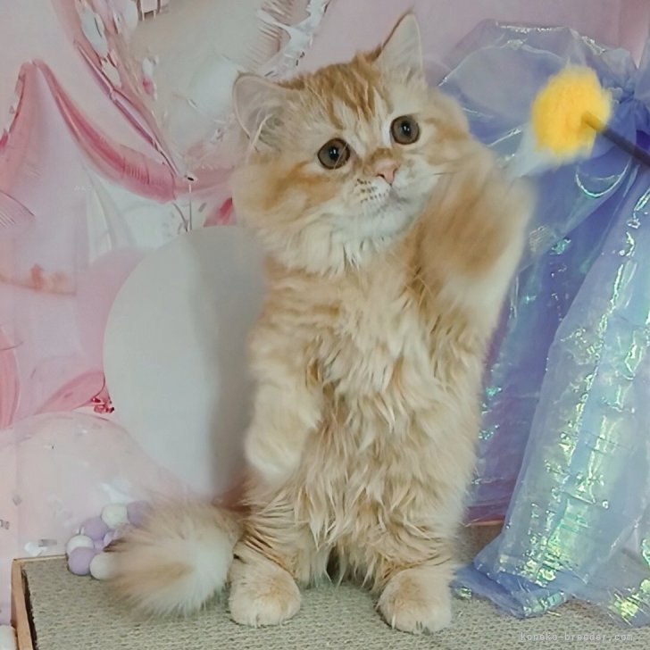 ブリーダー画像