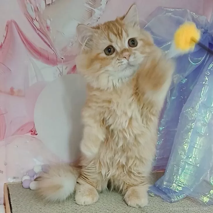 マンチカン(短足)【千葉県・女の子・2025年6月12日・レッドタビー】の写真1