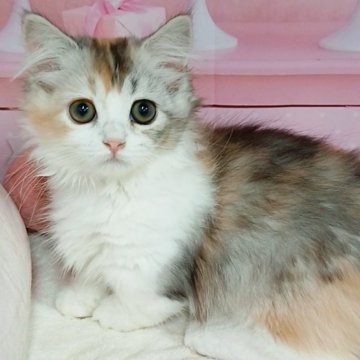 マンチカン(短足)【千葉県・女の子・2025年7月25日・キャリコ（ロングヘア）】の写真「サマーセール🍉美人にゃん♡」