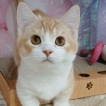 マンチカン(短足)【千葉県・男の子・2025年6月29日・レッドタビー&ホワイト（ショートヘア）】の写真「サマーセール🍉開催中」