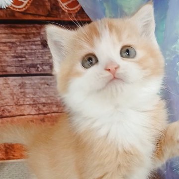 マンチカン(長足)【千葉県・女の子・2025年10月25日・レッドタビー&ホワイト（ショートヘア）】の写真「くつ下が最高にキュート！両親遺伝子検査済み✨」