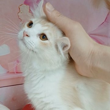 キンカロー【千葉県・男の子・2025年7月2日・クリームタビー&ホワイト（ロングヘア）】の写真「お値段見直し！ほんのりカール耳くん」