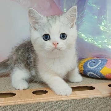マンチカン(長足)【千葉県・女の子・2025年6月29日・ダイリュートキャリコ（ショートヘア）】の写真「サマーセール🍉開催中」