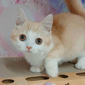 ミヌエット(短足)【千葉県・男の子・2025年3月16日・クリームタビー&ホワイト（ショートヘア）】の写真「サマーセール開催中☆」