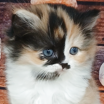 マンチカン(長足)【千葉県・女の子・2025年10月21日・キャリコ（ロングヘア）】の写真「個性派‼️両親遺伝子検査済み✨」