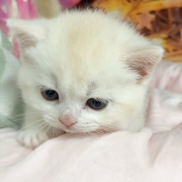 マンチカン(短足)【千葉県・男の子・2025年11月4日・クリームタビー&ホワイト（ショートヘア）】の写真「ポテころ甘えん坊♡両親遺伝子検査済み✨」