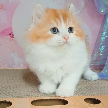 キンカロー【千葉県・男の子・2025年7月2日・レッドタビー&ホワイト（ロングヘア）】の写真「サマーセール🍉開催中！ほんのりカール耳」